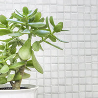 Selbstklebende Mosaikfliese Atlantic Weiss Matt Plättli