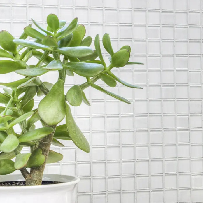 Selbstklebende Mosaikfliese Atlantic Weiss Matt Plättli